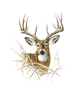 Buck Car Mats