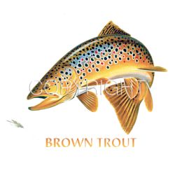 Brown Trout Combo Car Mats
