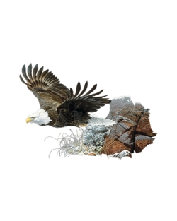 Windsurfer Eagle Car Mats