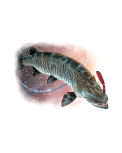 Northern Muskie Car Mats