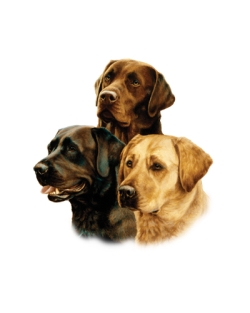 Three of a Kind Labrador Car Mats