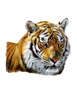 Tiger Head Portrait Car Mats