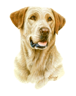 Yellow Lab Head Car Mats