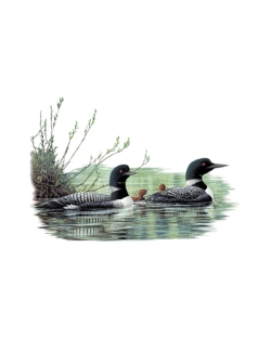 Northern Reflections Loons Car Mats