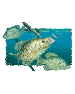 Working Undercover Crappie Car Mats