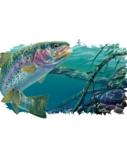 Swim Meet Rainbow Trout Car Mats