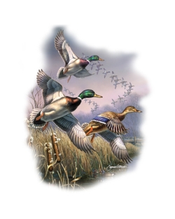 Coming Home Mallards Car Mats