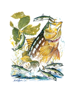 Calico Bass Car Mats