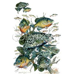 Crappie Bluegill Car Mats