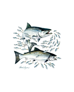 Salmon Car Mats