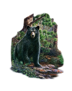 Black Bear Car Mats