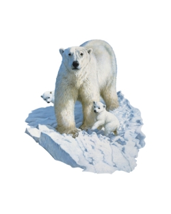 Mama, Back Off Polar Bear Car Mats