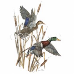 Mallard Ducks in Flight Car Mats