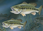 Largemouth Bass Greeting Cards