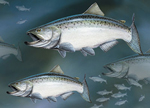 Chinook Salmon Greeting Cards