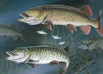 Musky Greeting Cards