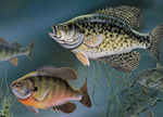 Panfish Greeting Cards