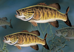 Smallmouth Bass Greeting Cards
