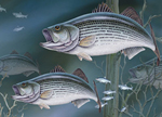 Striped Bass Greeting Cards