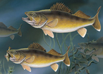 Walleye Greeting Cards