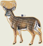 Whitetail Deer Cribbage Board