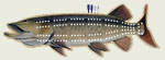 Musky Cribbage Board
