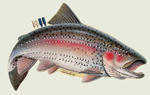 Rainbow Trout Cribbage Board