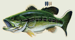 Largemouth Bass Cribbage Board