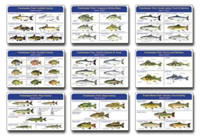 Fish Ident-I-Cards Set - Waterproof Freshwater Fish Identification Cards
