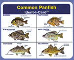 Common Panfish Ident-I-Card