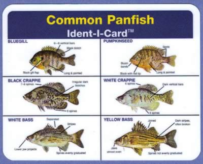 pak it guide to field dressing a deer sunfish identification chart