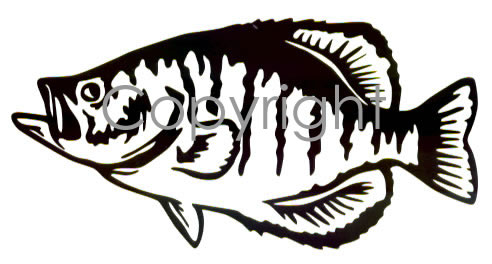 Crappie Decal by LVE