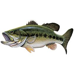 Largemouth Bass - Magnet