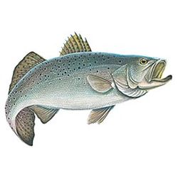 Sea Trout - Color Decal