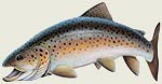 Brown Trout - Magnet