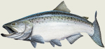 Chinook Salmon - Magnet