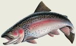 Large assortment of fish and wildlife decals