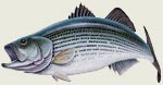 Large assortment of fish and wildlife decals