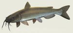 Catfish Decal