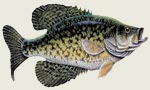 Large assortment of fish and wildlife decals