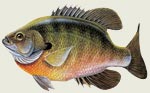 Freshwater Fish Decals