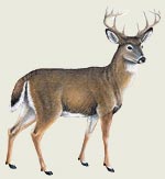 Whitetail Deer - Magnet