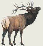Elk Decal