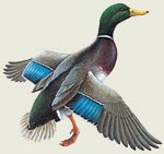 Mallard Duck - Magnet