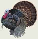 Turkey - Magnet