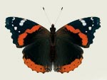 Red Admiral Butterfly Decal