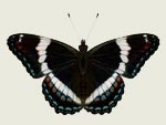 White Admiral Butterfly Decal