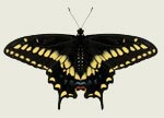 Black Swallowtail Butterfly Decal