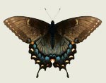 Eastern Tiger Swallowtail - Dark Phase Butterfly Decal
