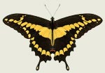 Giant Swallowtail Butterfly Decal